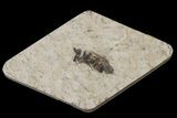 Fossil March Fly (Plecia) - Green River Formation #154497-1